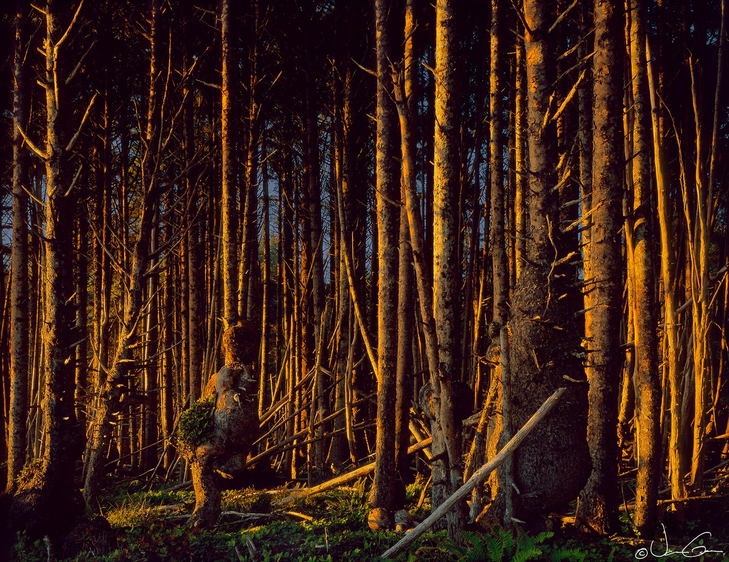 Burl Forest