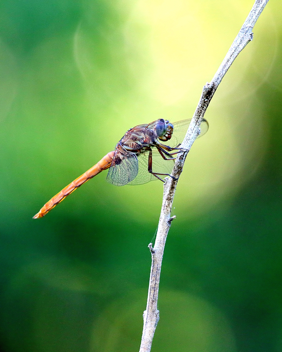 Dragonfly basking