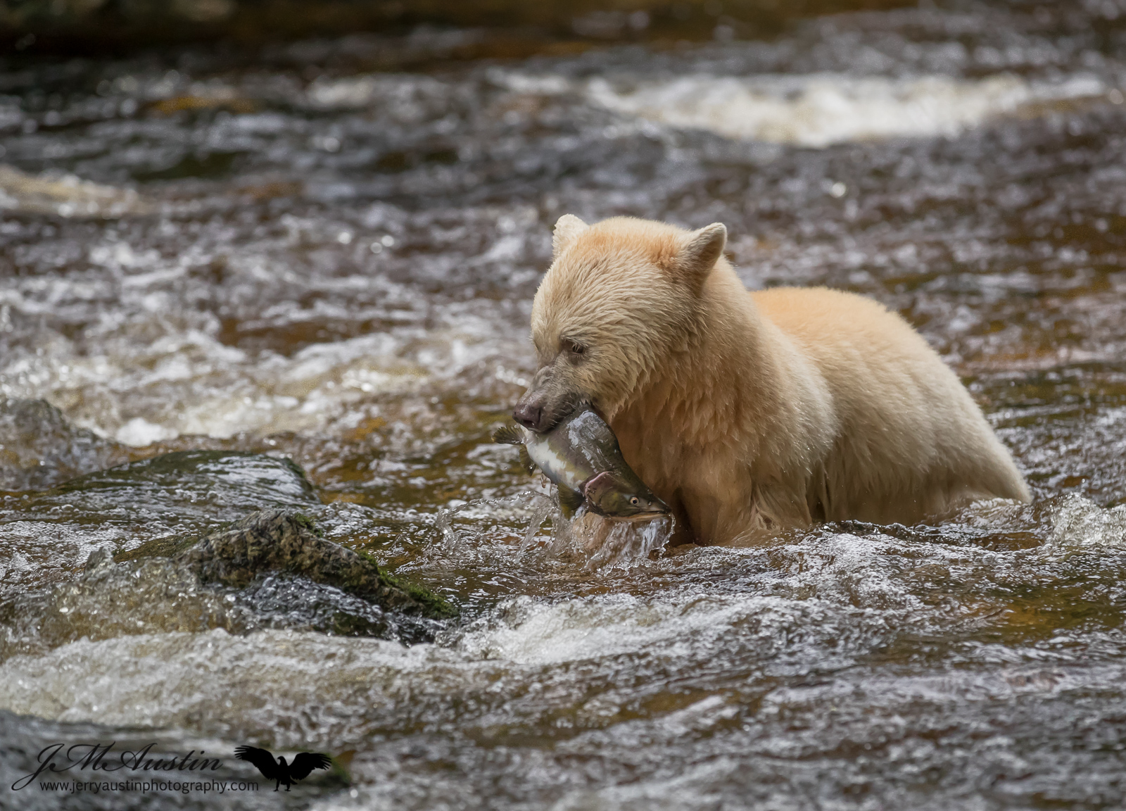 Salmon Catch