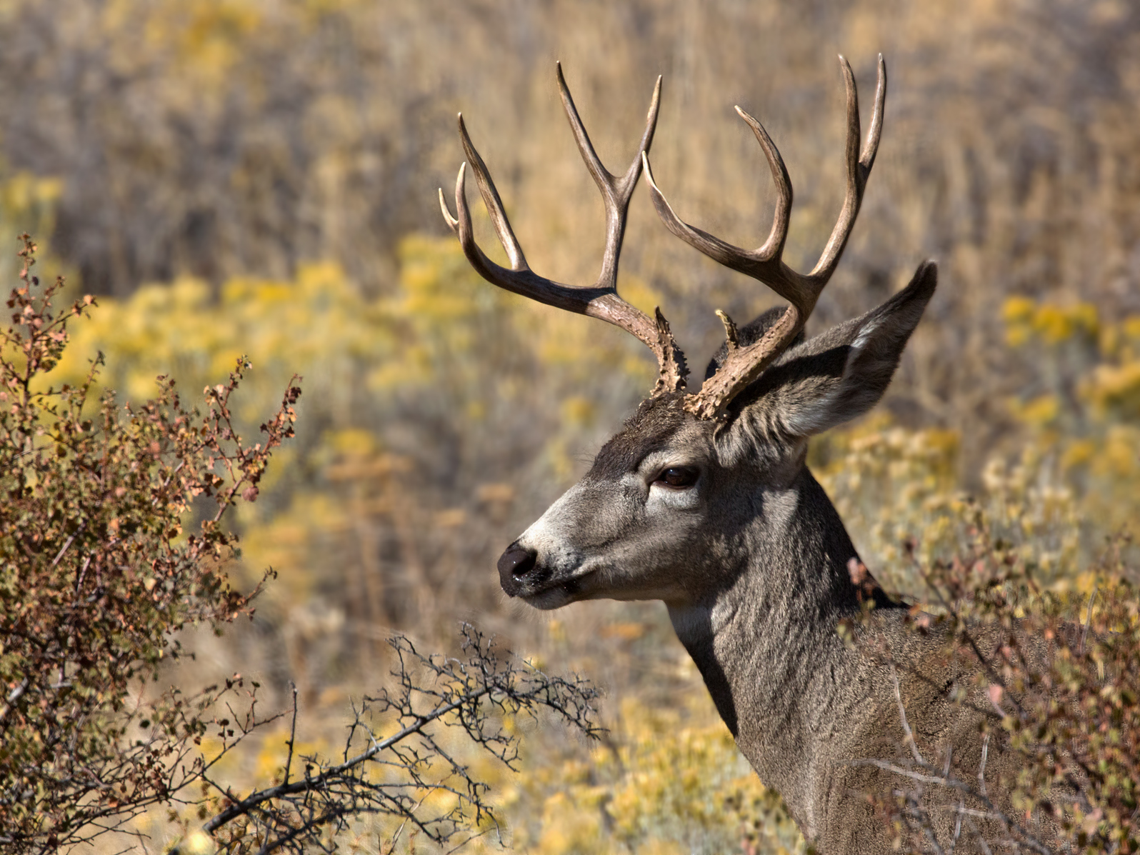 Last Buck in Line