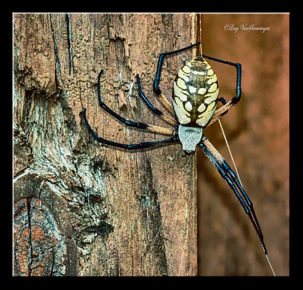 Not Itsy Bitsy!