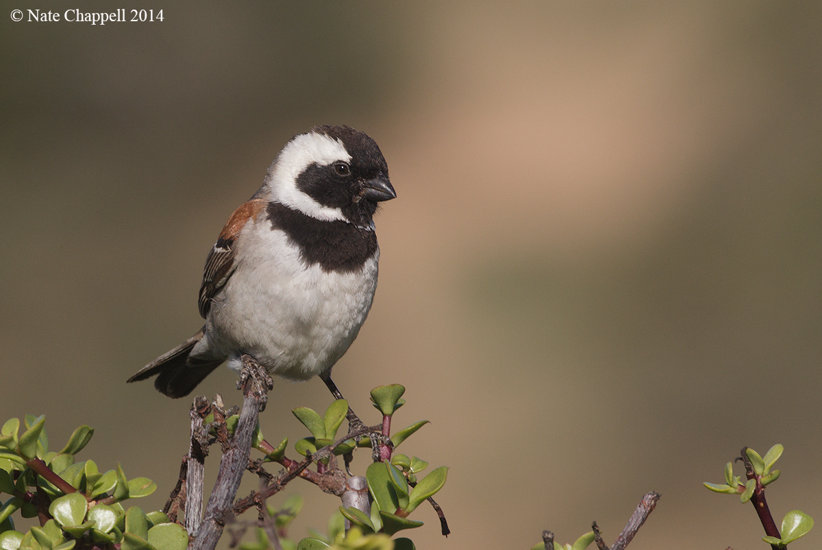 Cape Sparrow 