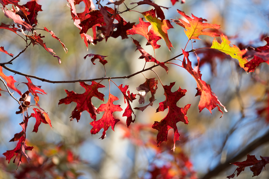 Autumn Leaves