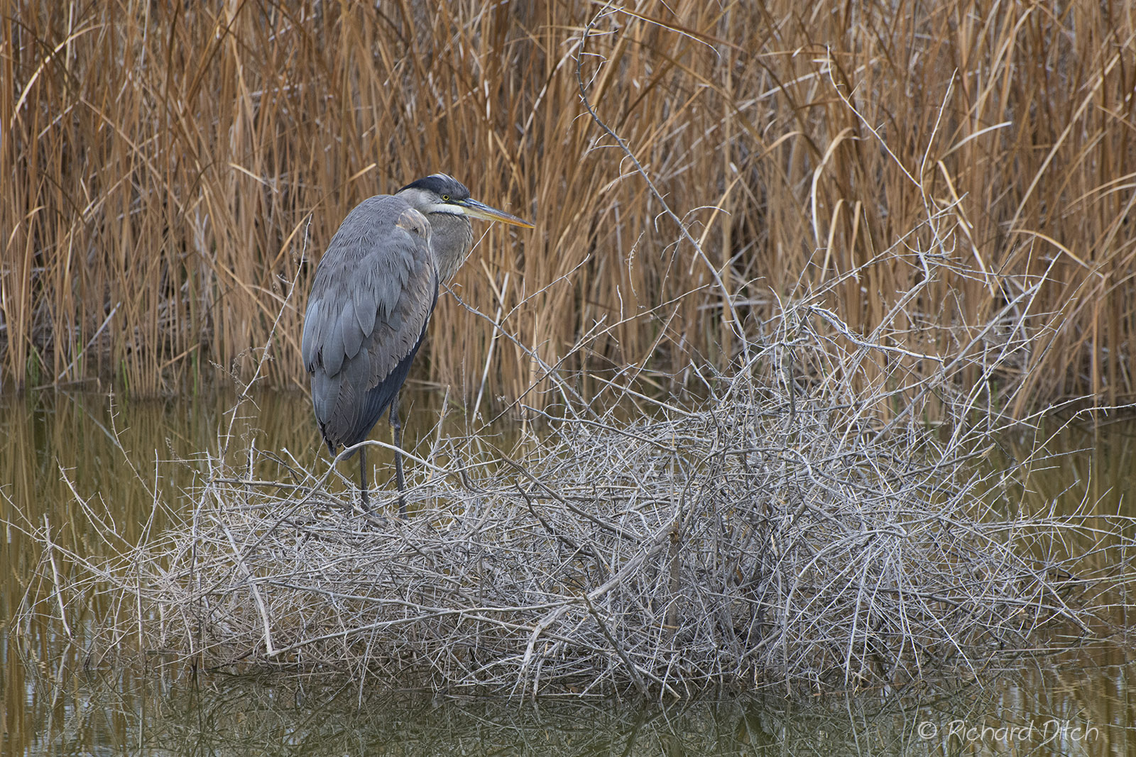 Great Blue Heron