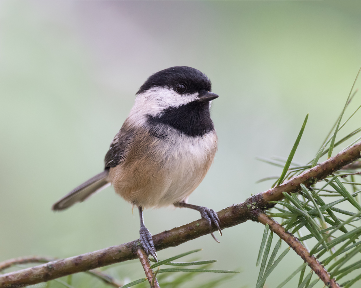 Black-capped Chickadee