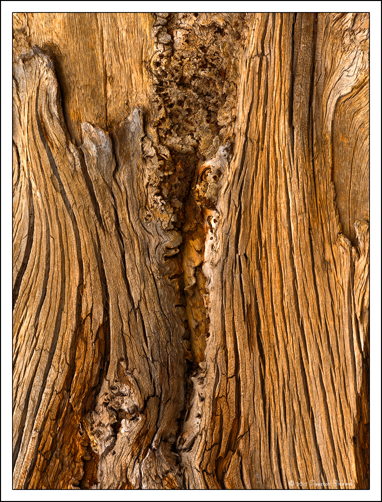 Lodgepole Lines