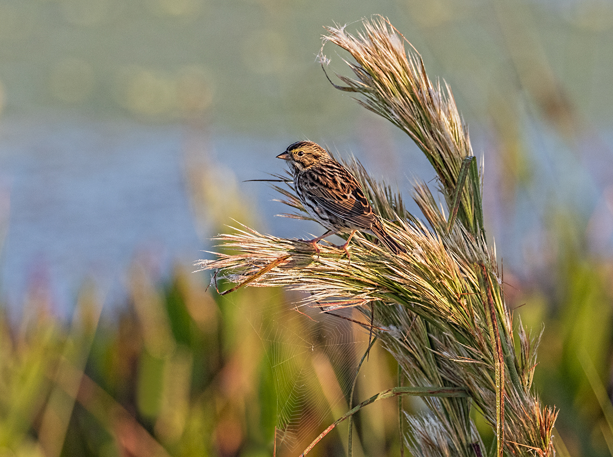 Savannah Sparrow/Redo