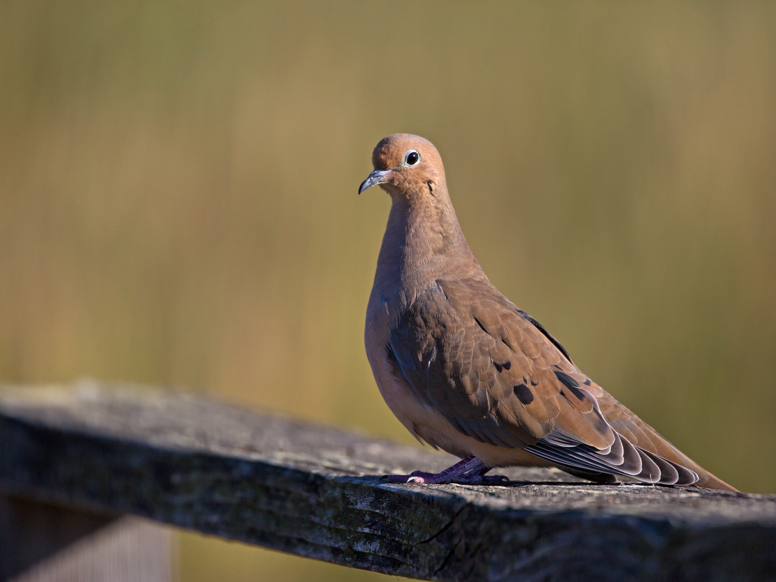 Dove on Rail