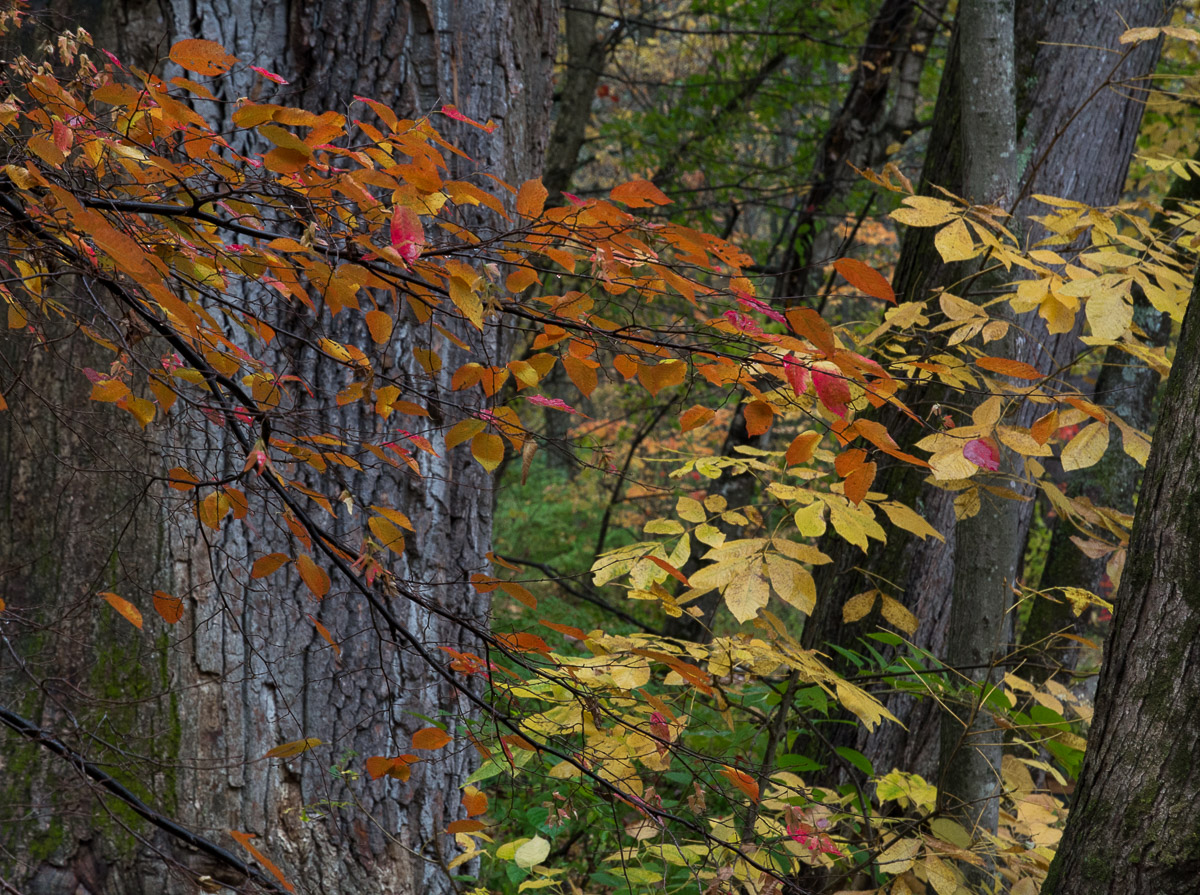 New England Woods
