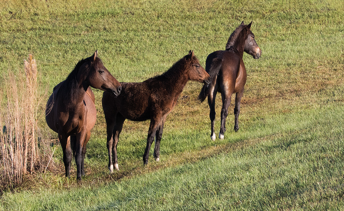 Wild Horses + motion