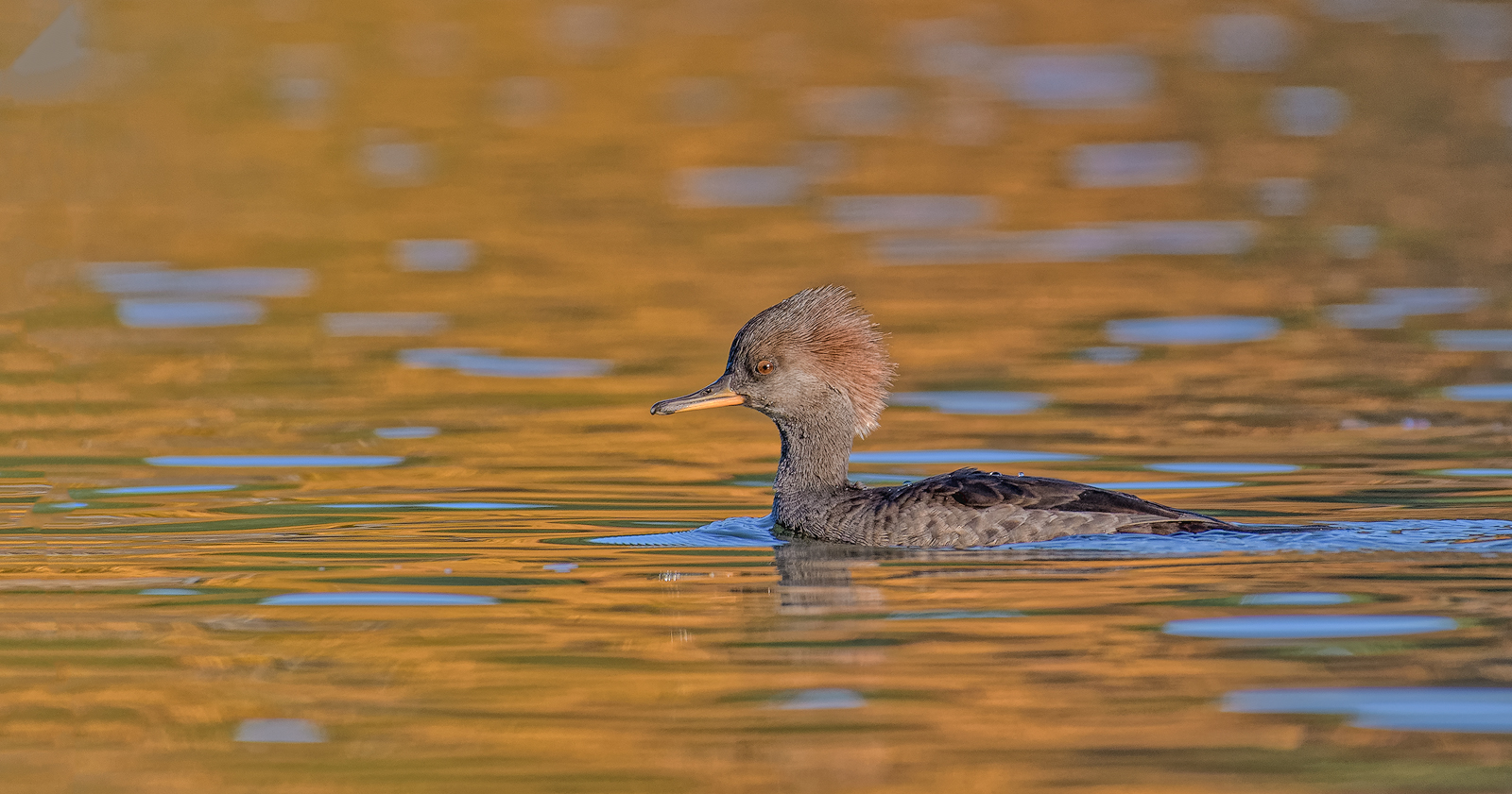 Another Merganser