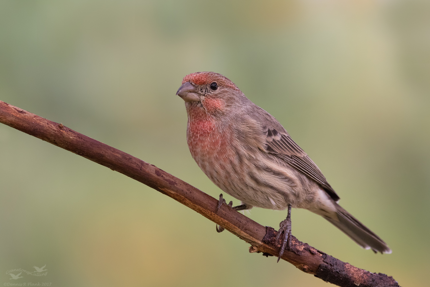 House Finch