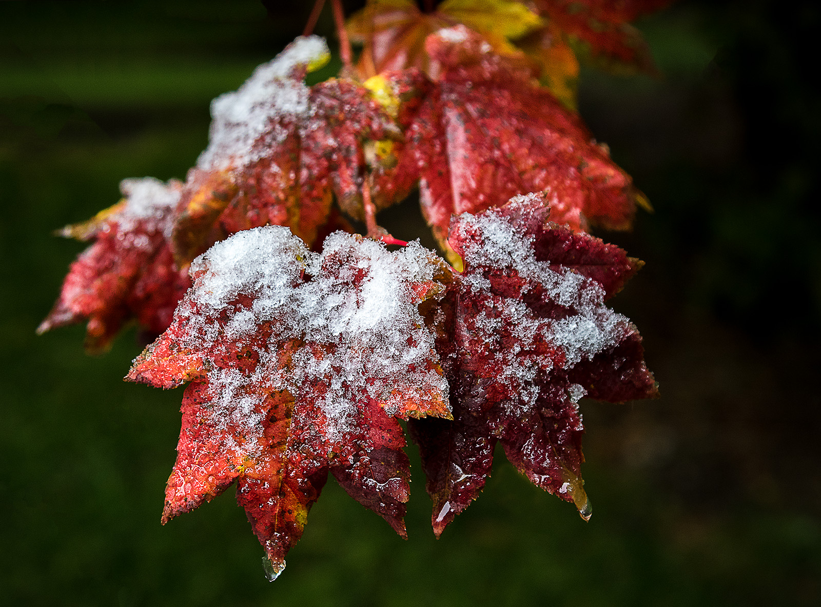 First Snowfall