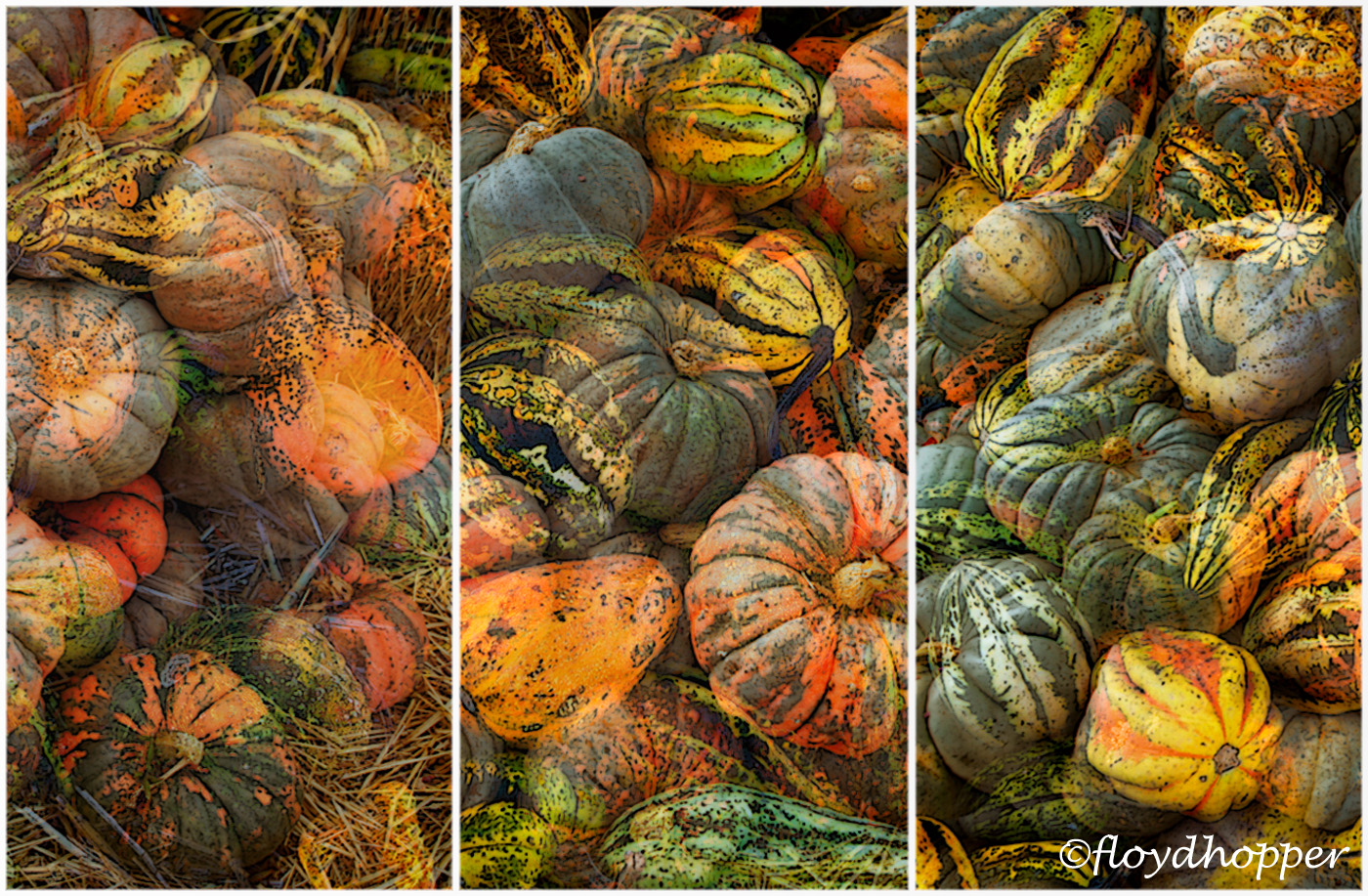 Pumpkins and Gourds