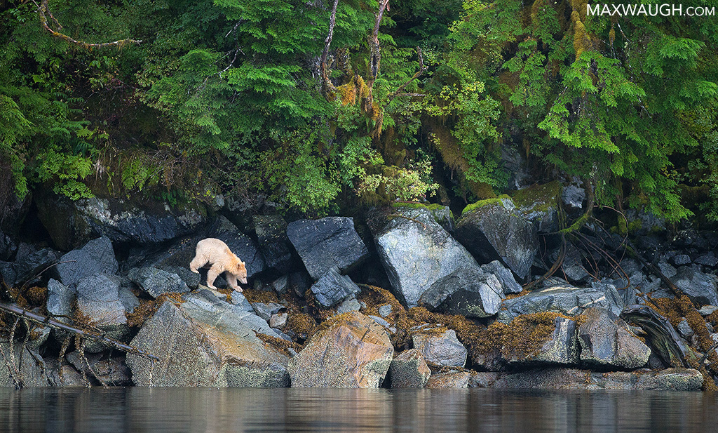 Spirit Bear