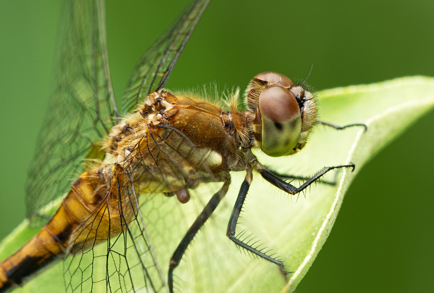 Meadowhawk