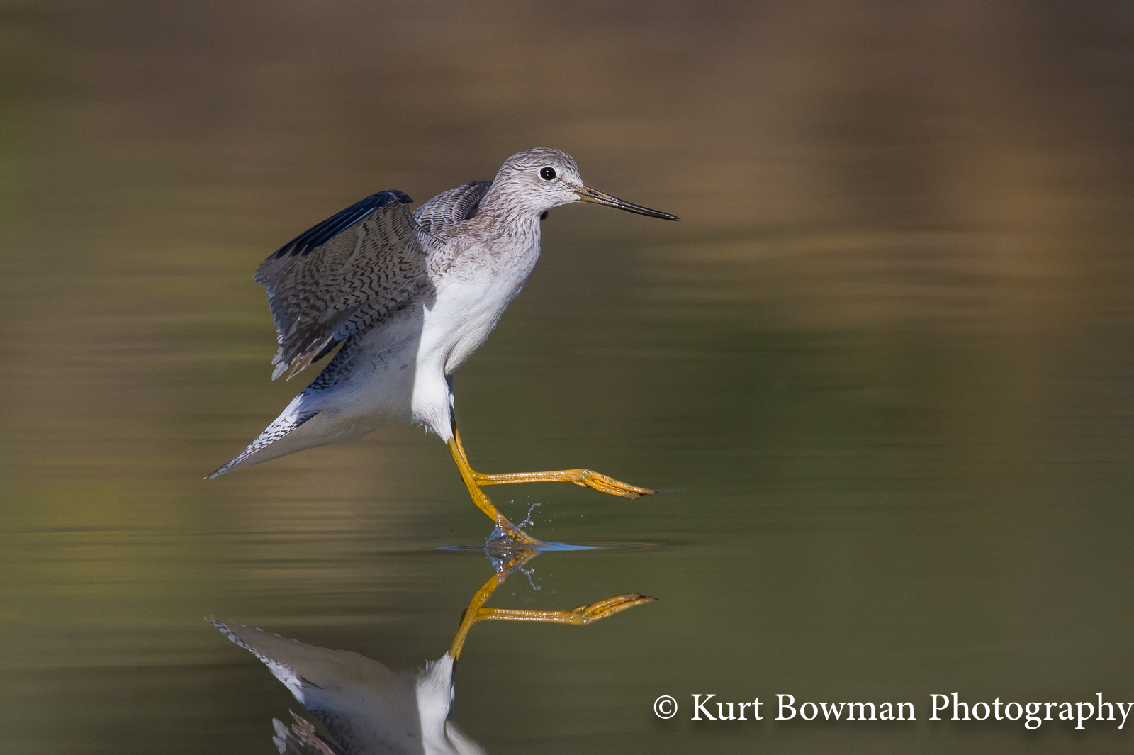 Yellowlegs Landing