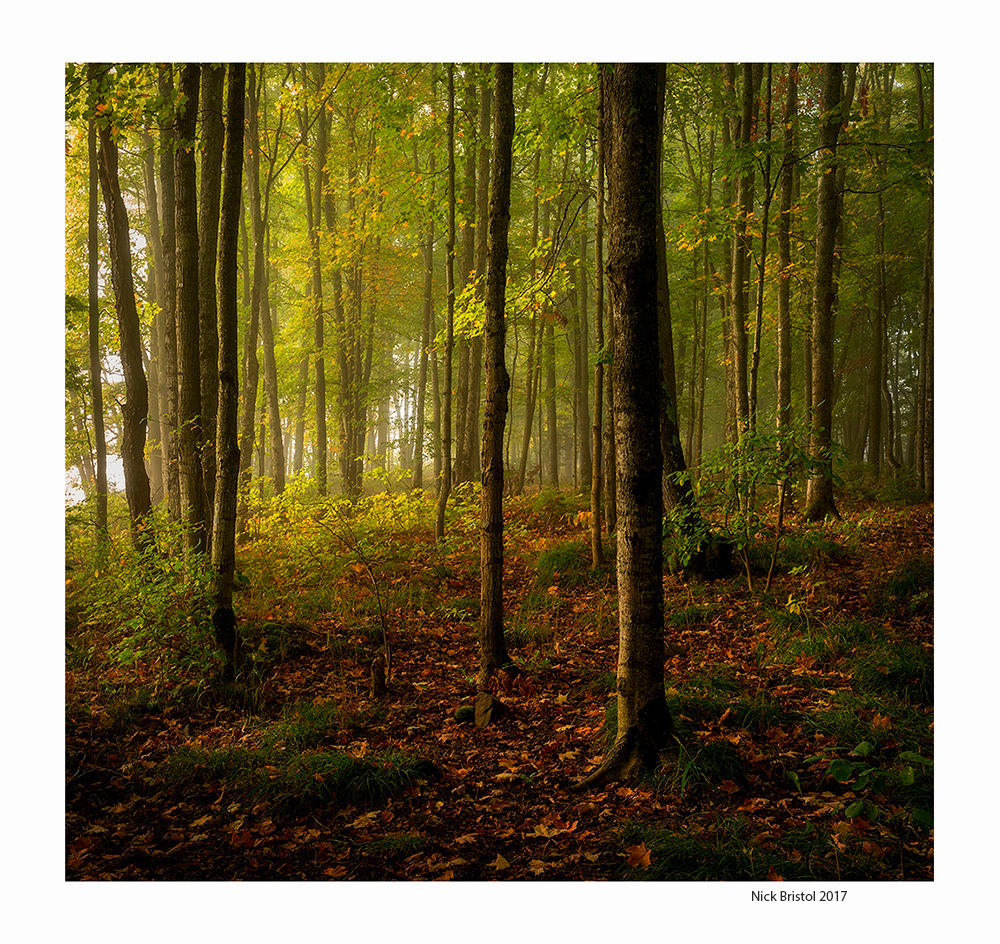 Light in the Woods + clone
