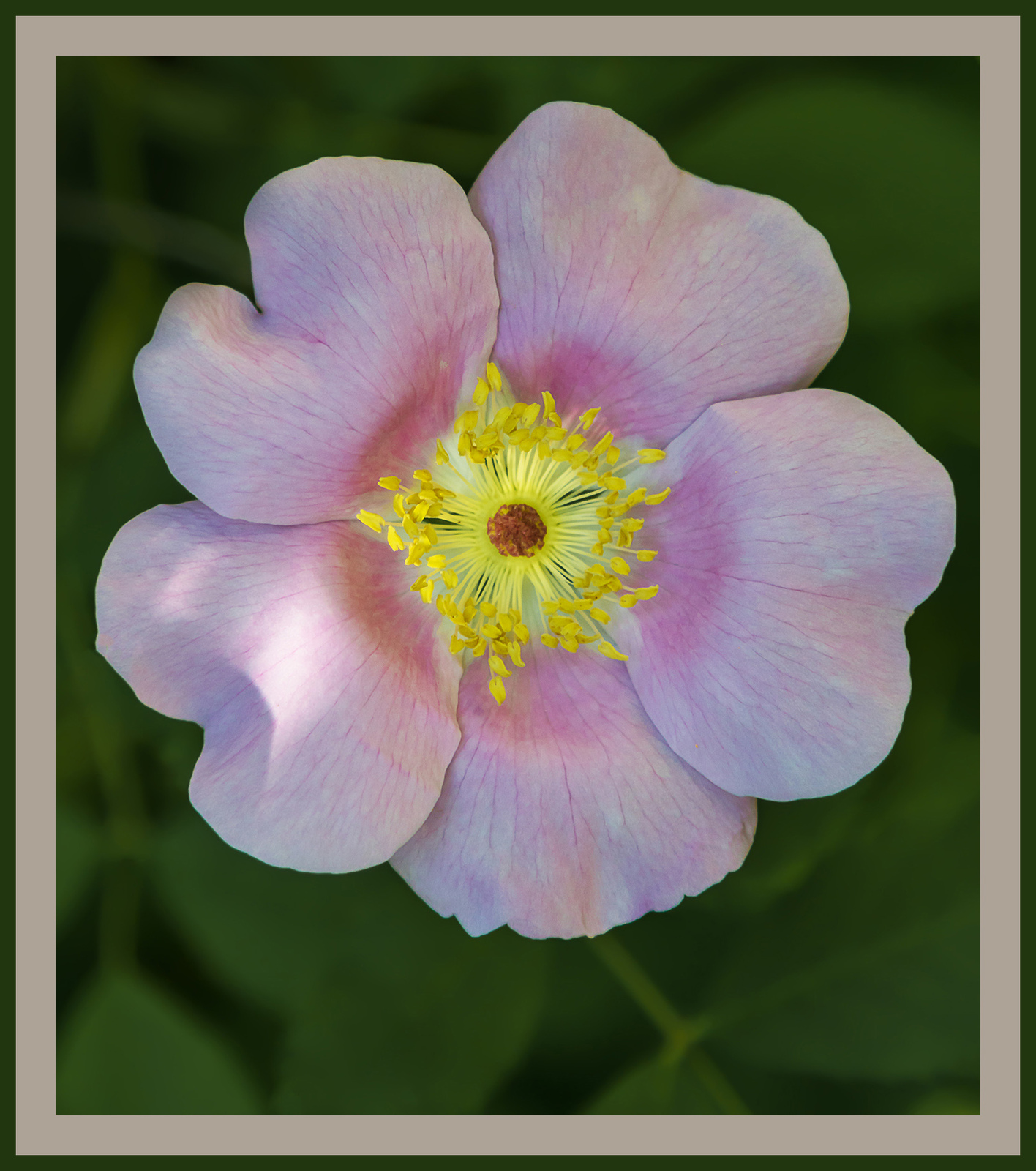 Wild Rose
