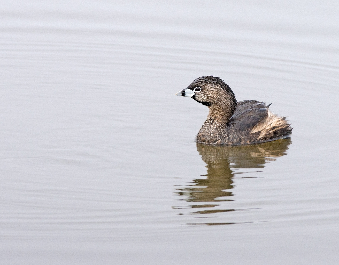 Pied Billed Grebe