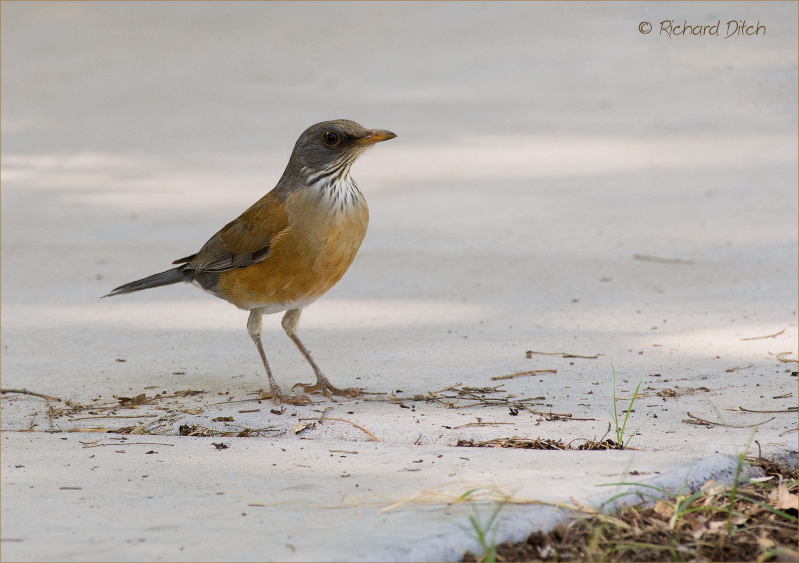 Rufous-backed Robin