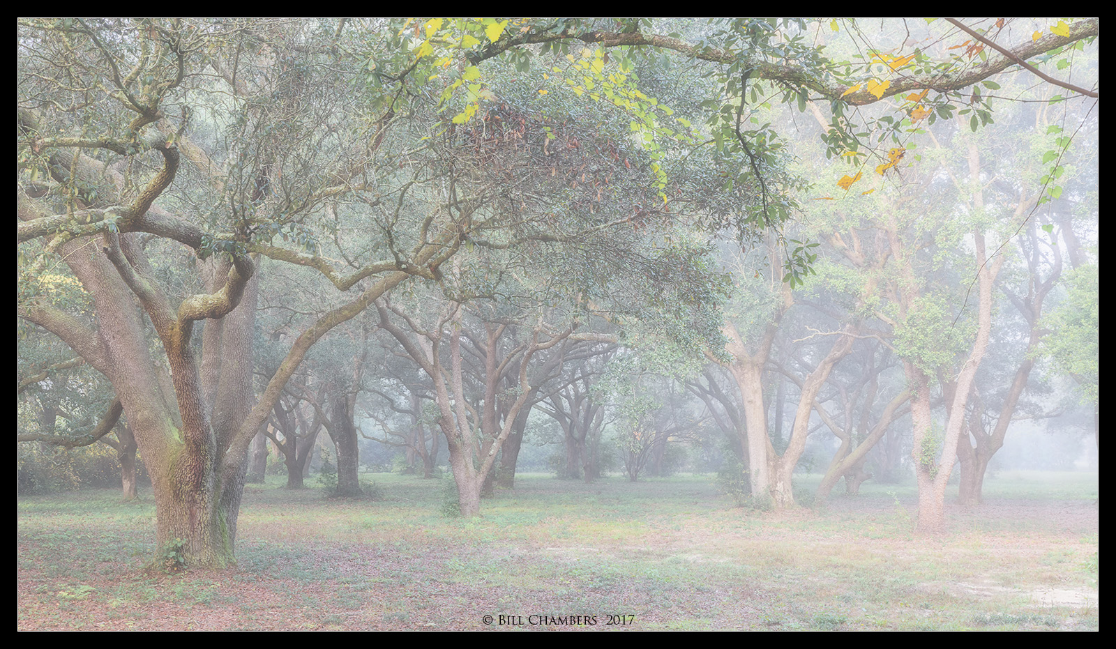 Trees in Fog