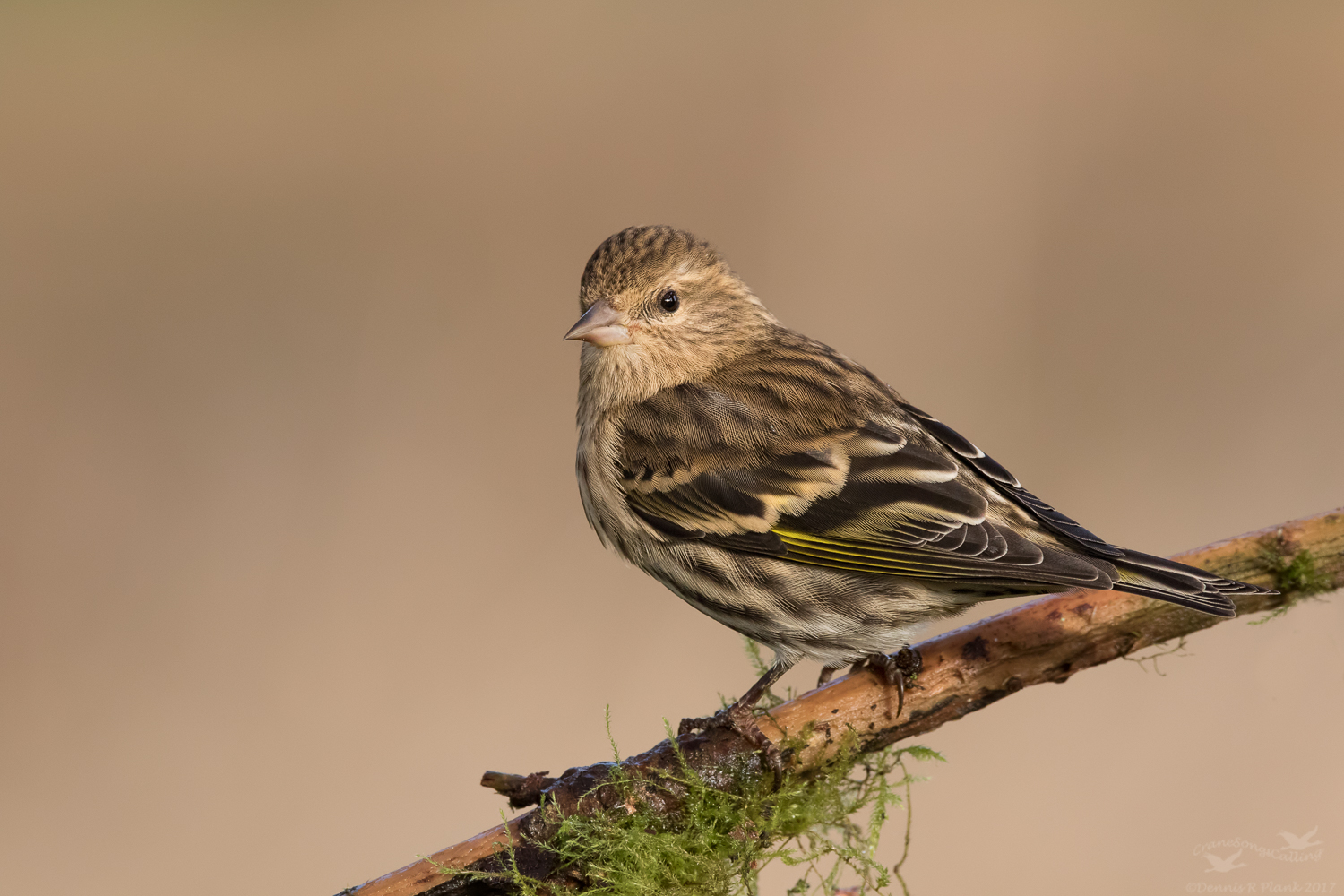 Pine Siskin