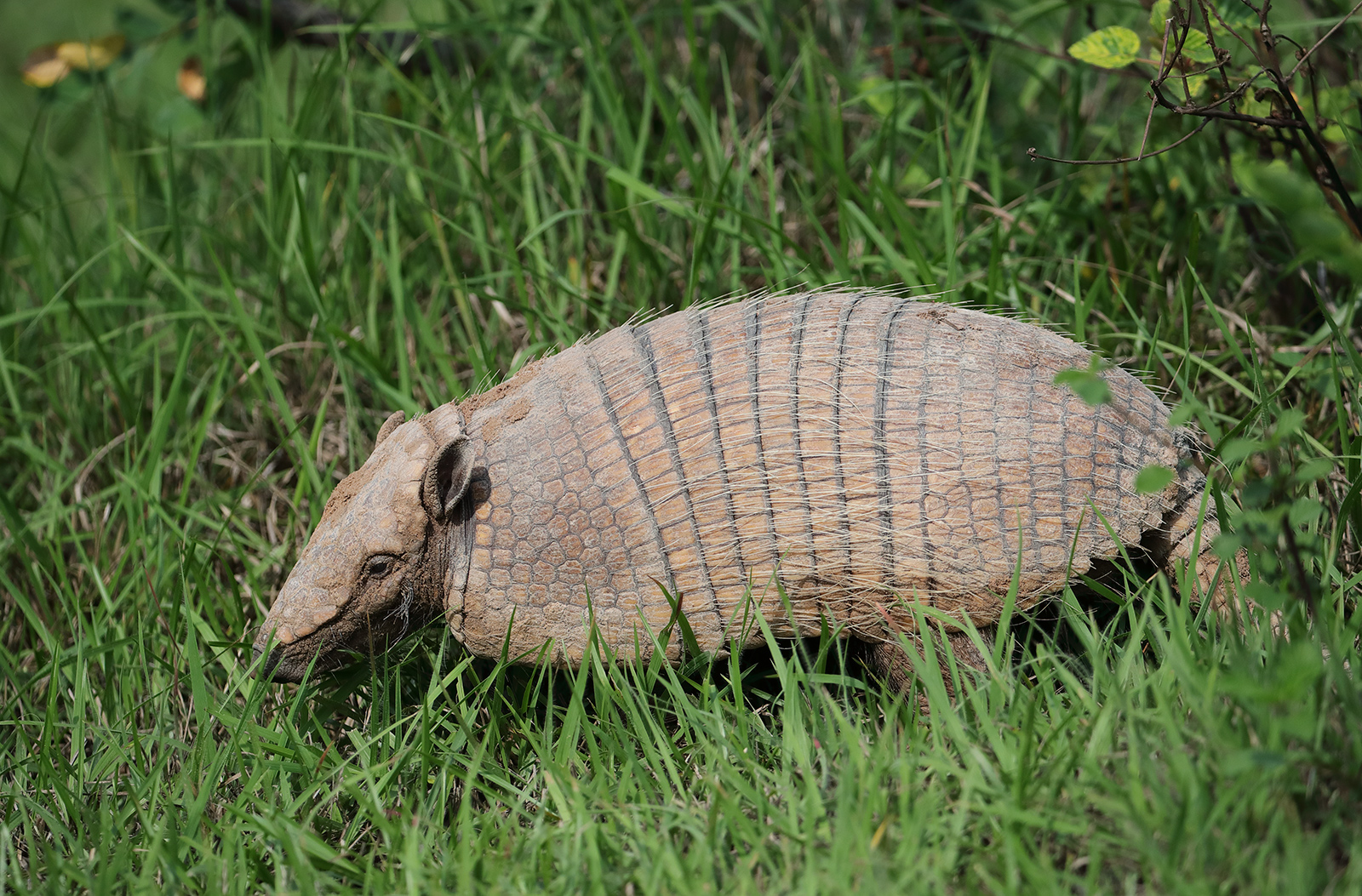 Seven Banded Armadillo