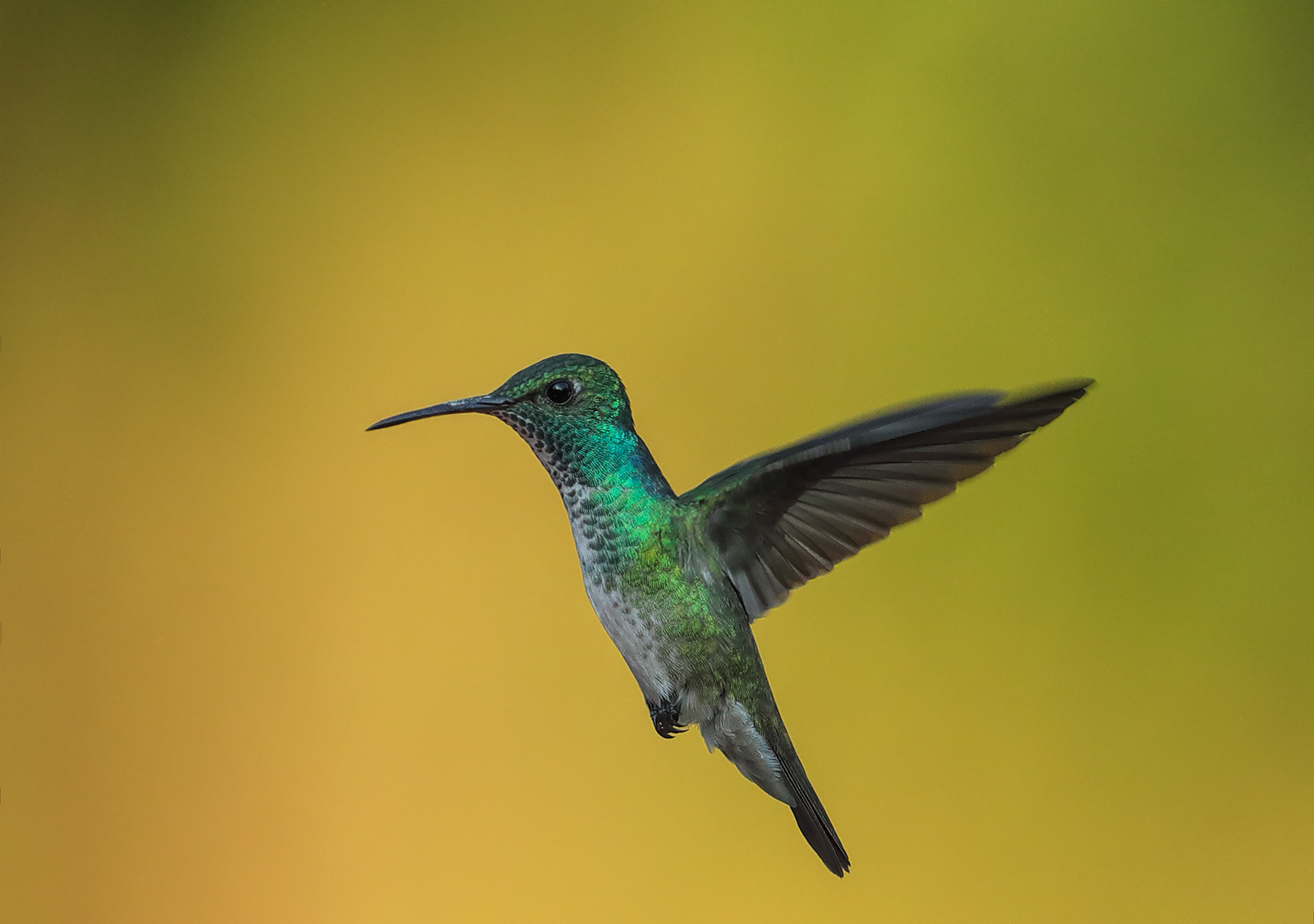 Versicoloured Emerald 