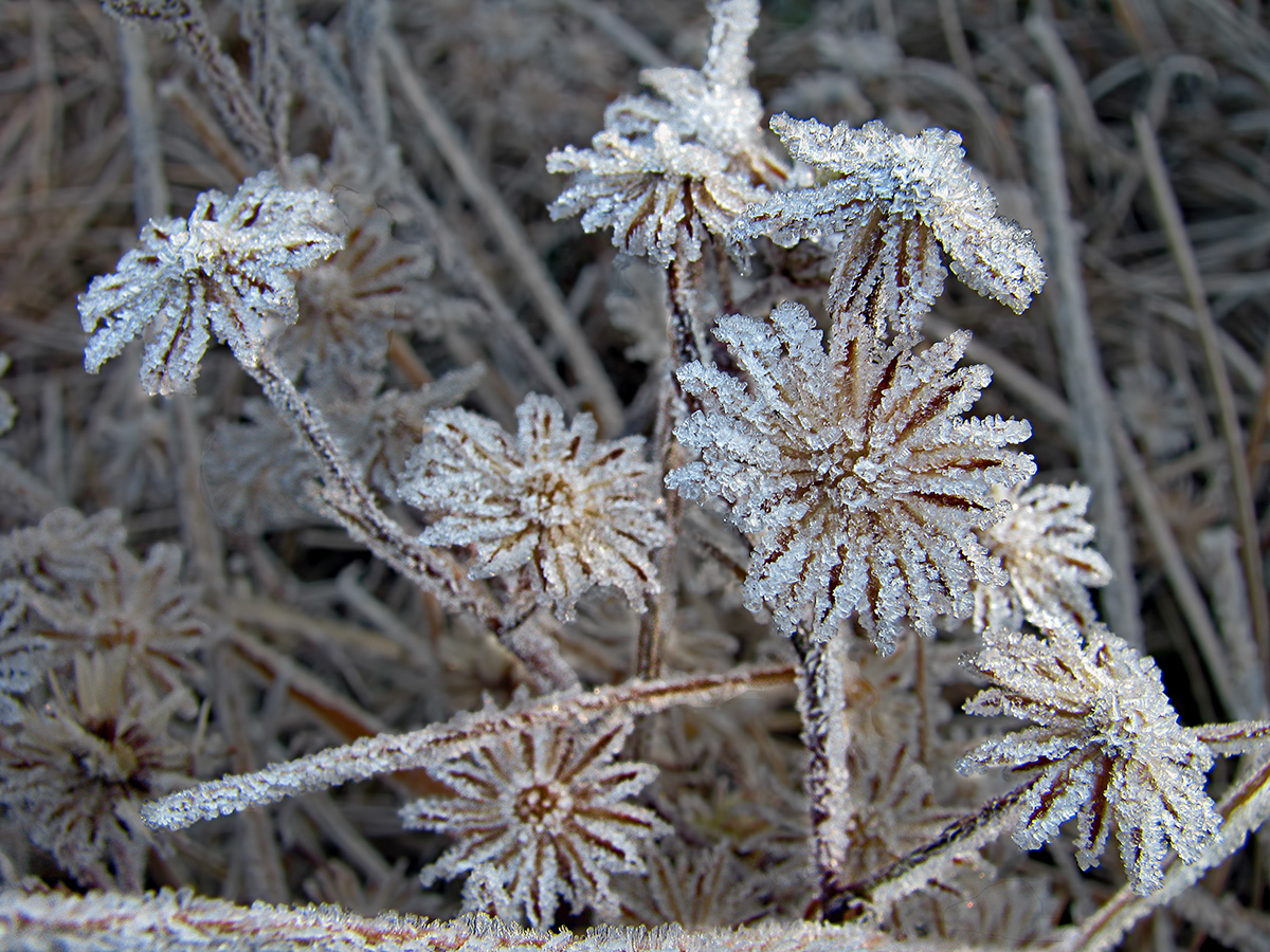 The Last Frost