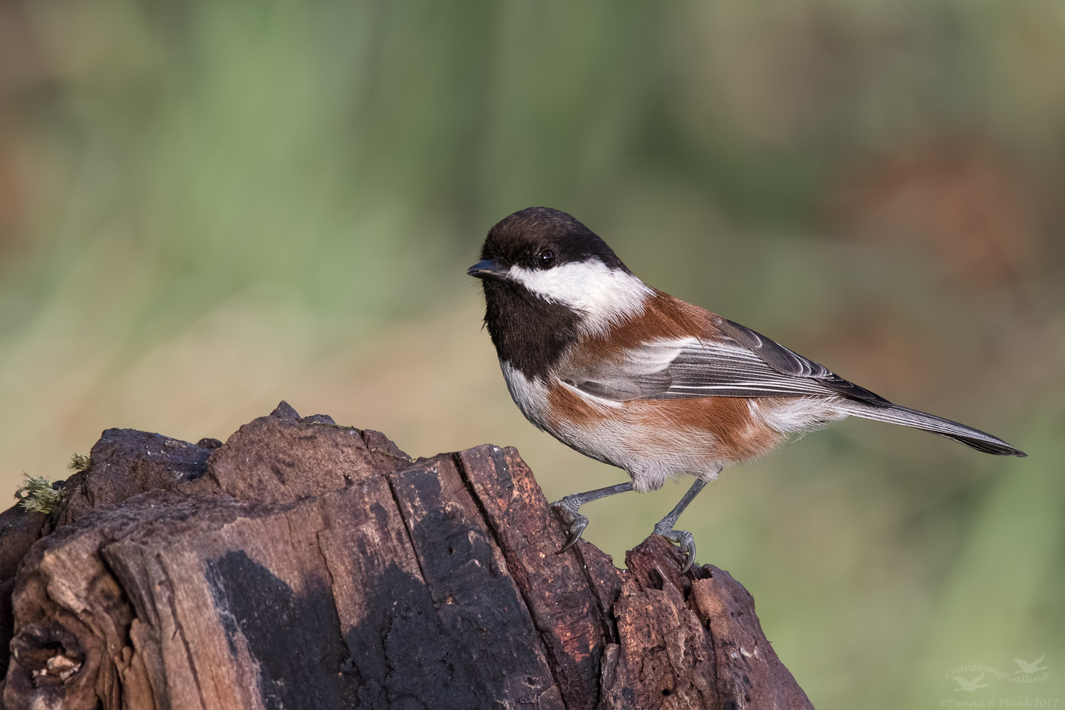 Chestnutbacked Chickadee