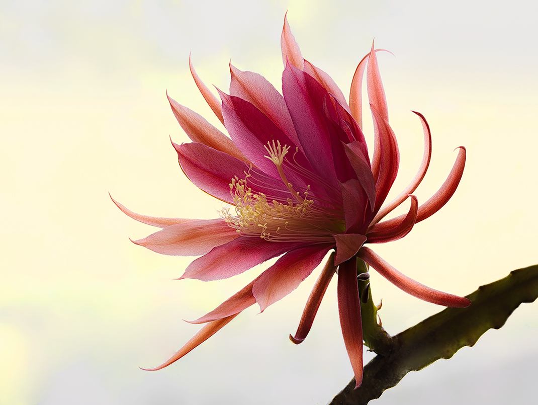 Petals in the wind