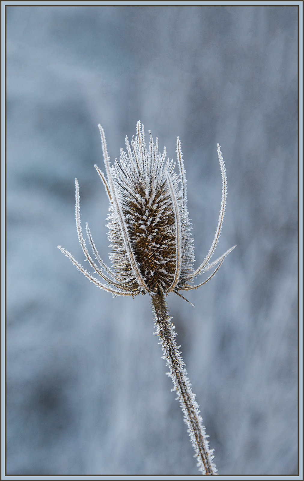 WC #812 - Frost