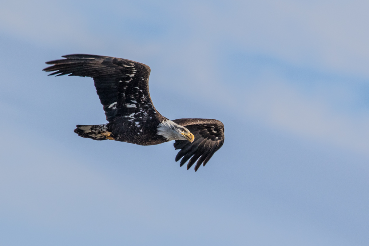 Juvenile Bald Eagle