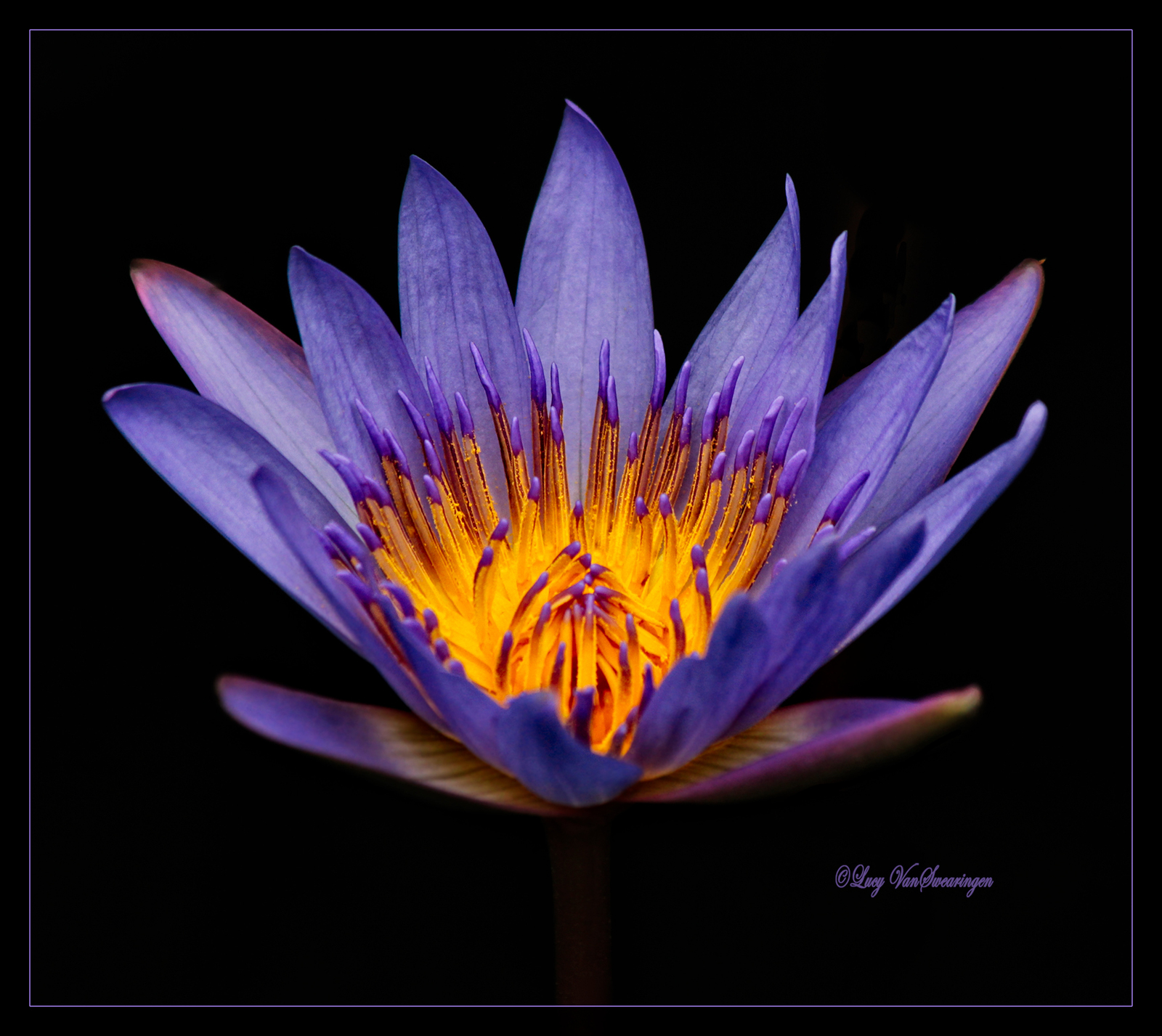 Chalice of Gold