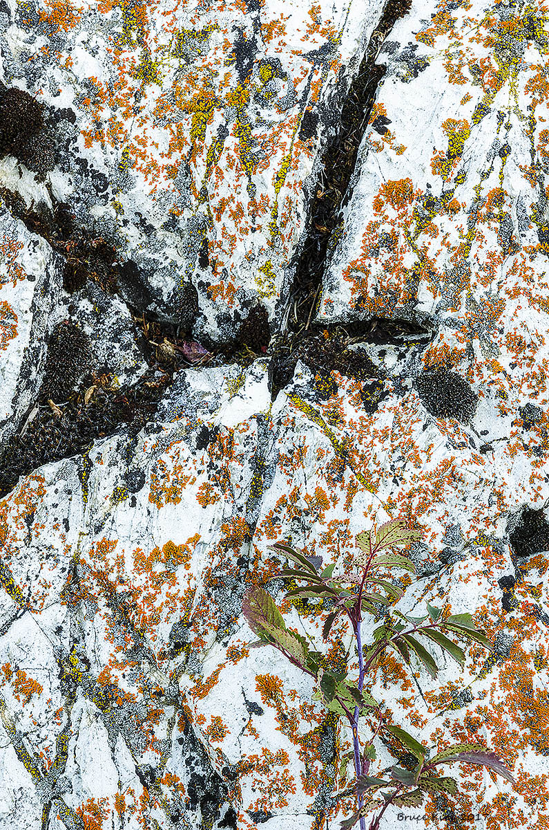 Lichen on White Rock