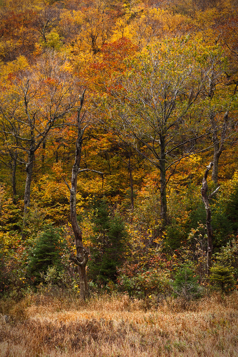 Fall in New Hampshire