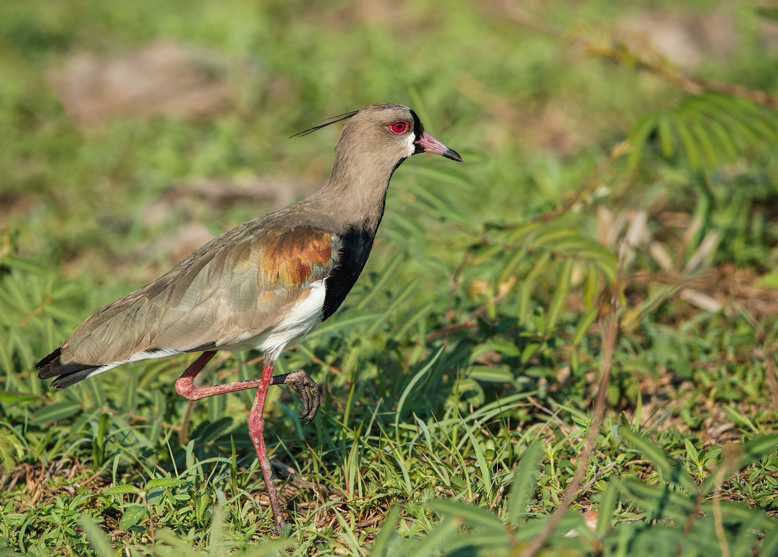 Southern Lapwing