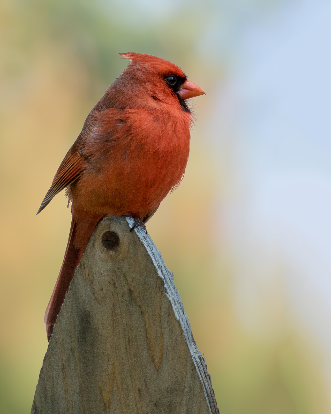 Northern Cardinal