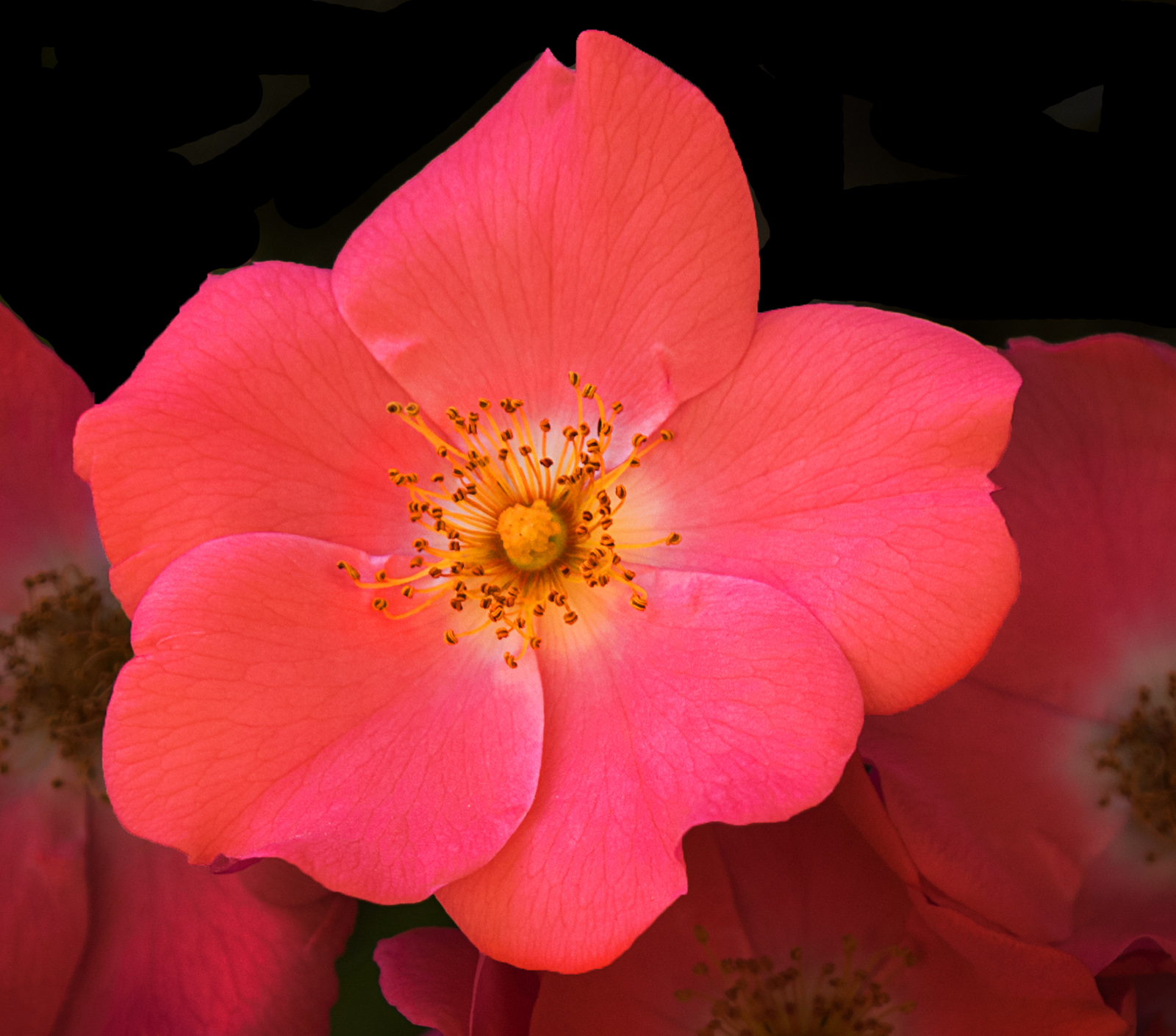 Unknown Flower