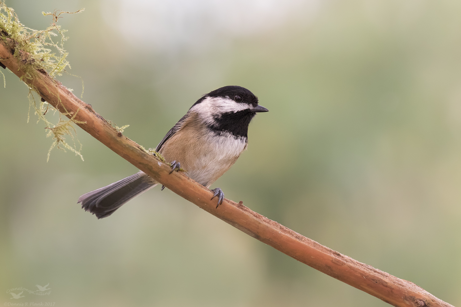 Black-capped Chickadee