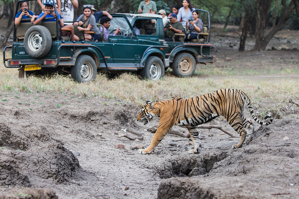 Tigress with tourists
