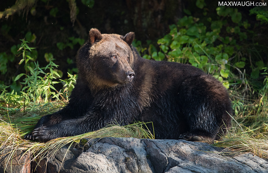 Grizzly Bear
