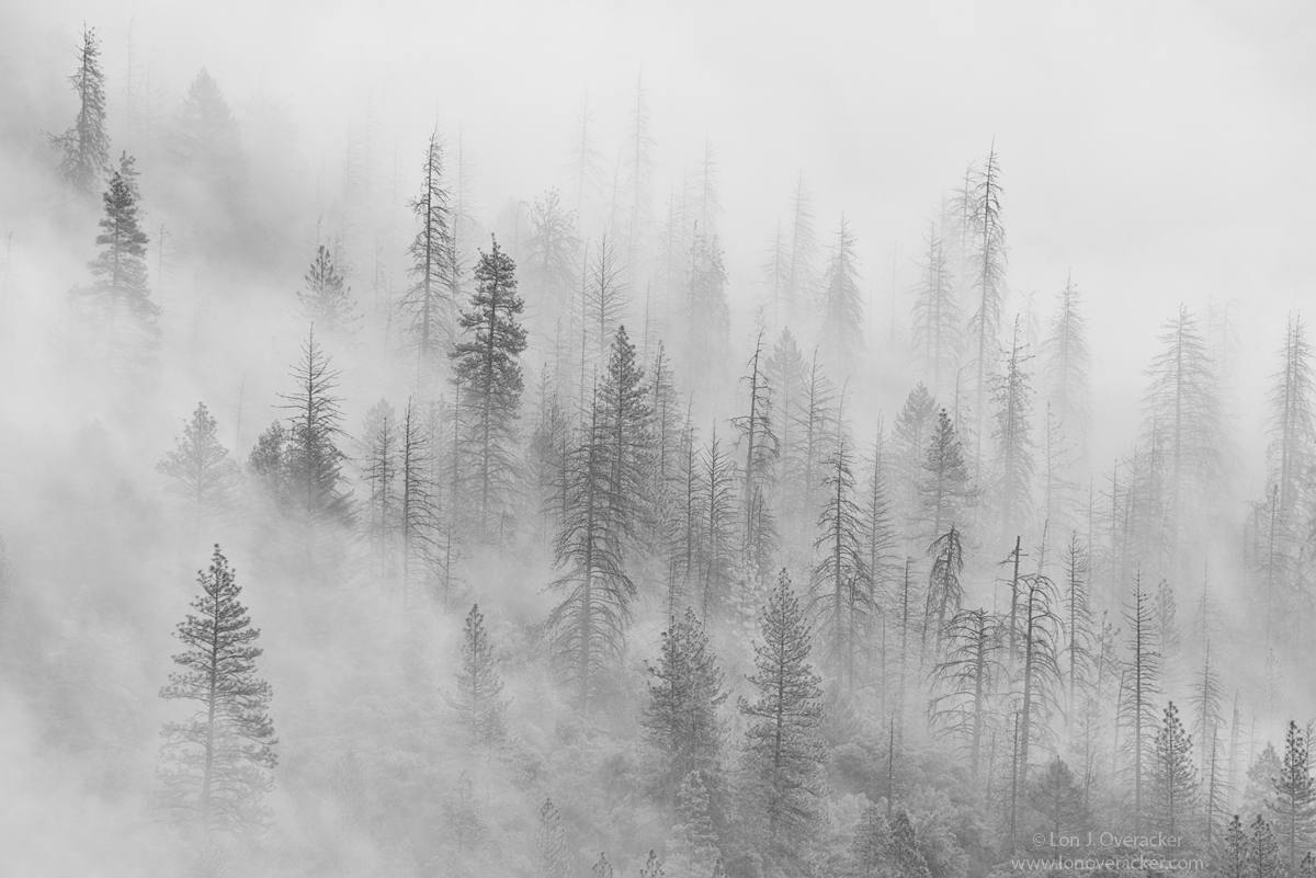 Foggy Pines +rp