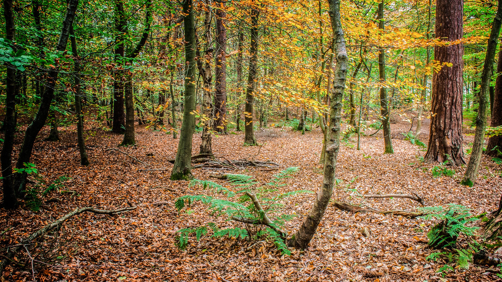 Woodland Scene