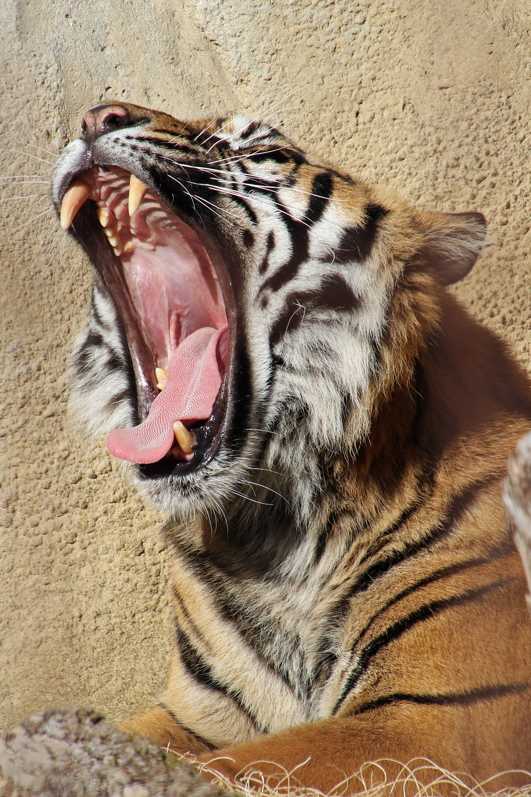 Sumatran tiger