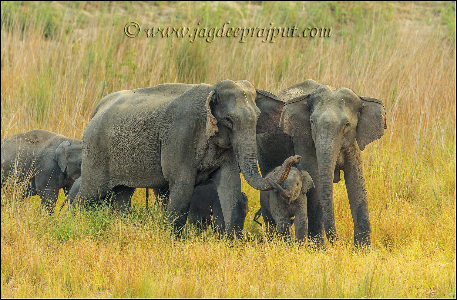Elephant family