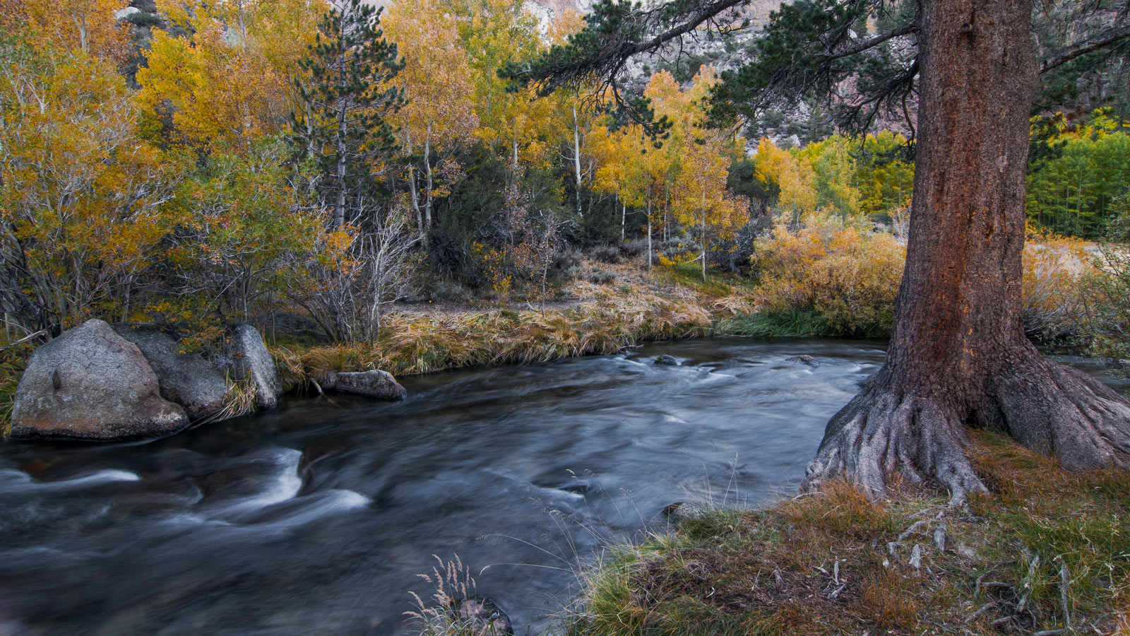 Bishop Creek Lodgepole