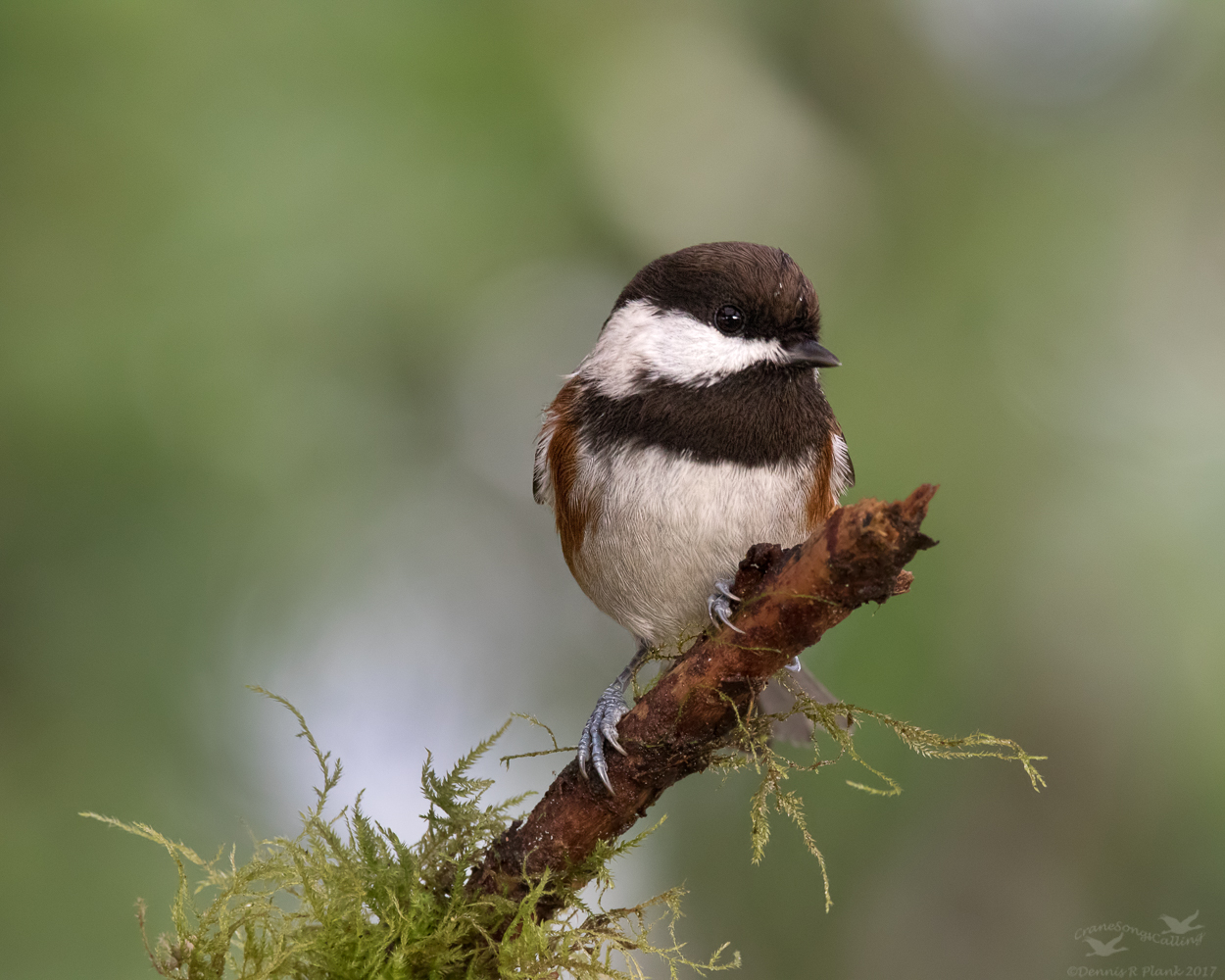 Chestnutbacked Chickadee