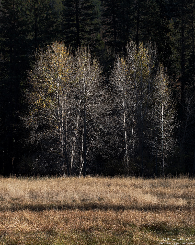 Autumn Fades + REPOST